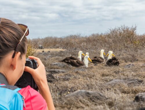 Up close to a group of Waved Albatrosses