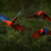 Scarlet Macaws in flight