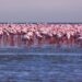 Flamingos at Swakopmund