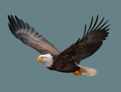 A Bald Eagle in flight