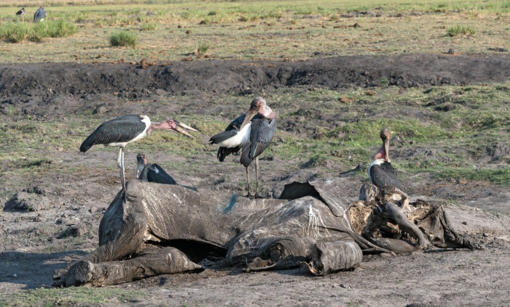 Marabou Storks on an elephant carcass