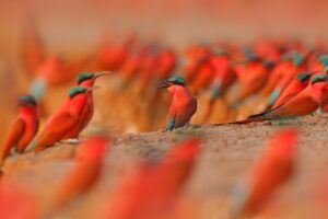 A colony of Carmine Bee-eaters